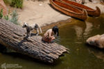Disneyland Rivers of America