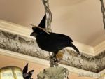 Disneyland-halloween decor Fortuosity shop birds witch-micechat