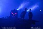 Knott’s Scarry Farm _fog_scare zone_pumpkin
