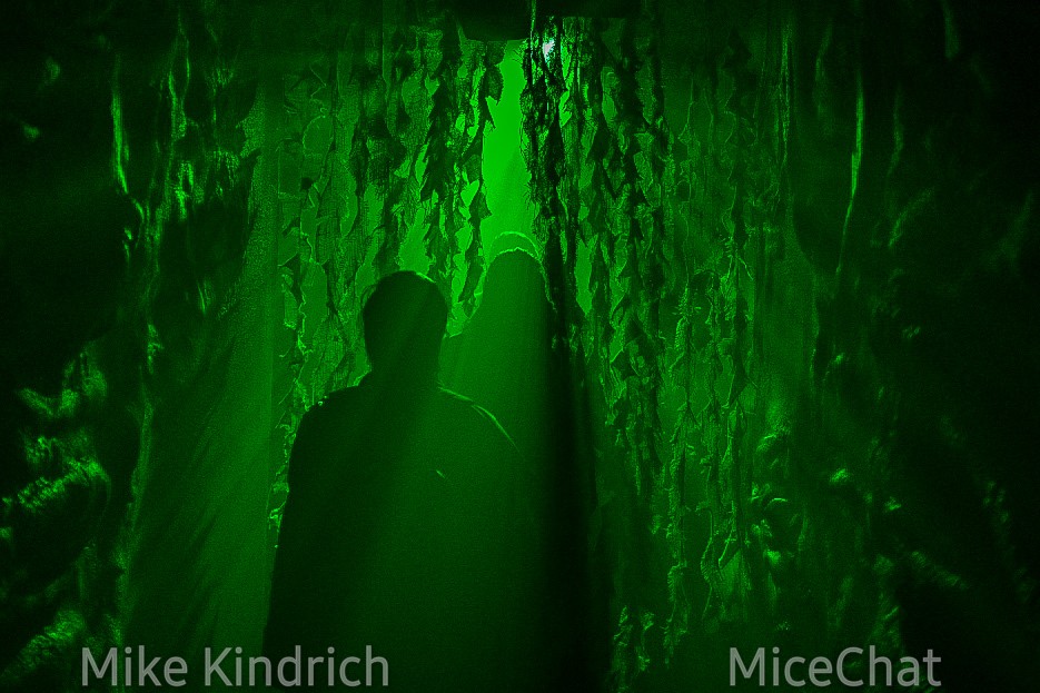 , The Fog Awaits: Your Guide to Knott’s Scary Farm Halloween Haunt 2022!