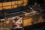 Pelican’s Landing construction in Disneyland