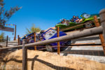 Radiator Springs Racers in Cars Land