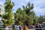 Disney California Adventure_Grizzly Peak_Christmas Decorations Going up-1