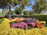 Disneyland Fall Floral Hub-micechat
