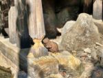 Disneyland River Murder Beaver-micechat