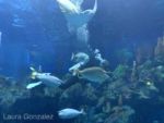 WDW-Epcot-Seas-with-nemo-4