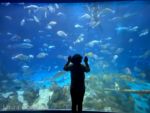WDW-Epcot-Seas-with-nemo-6