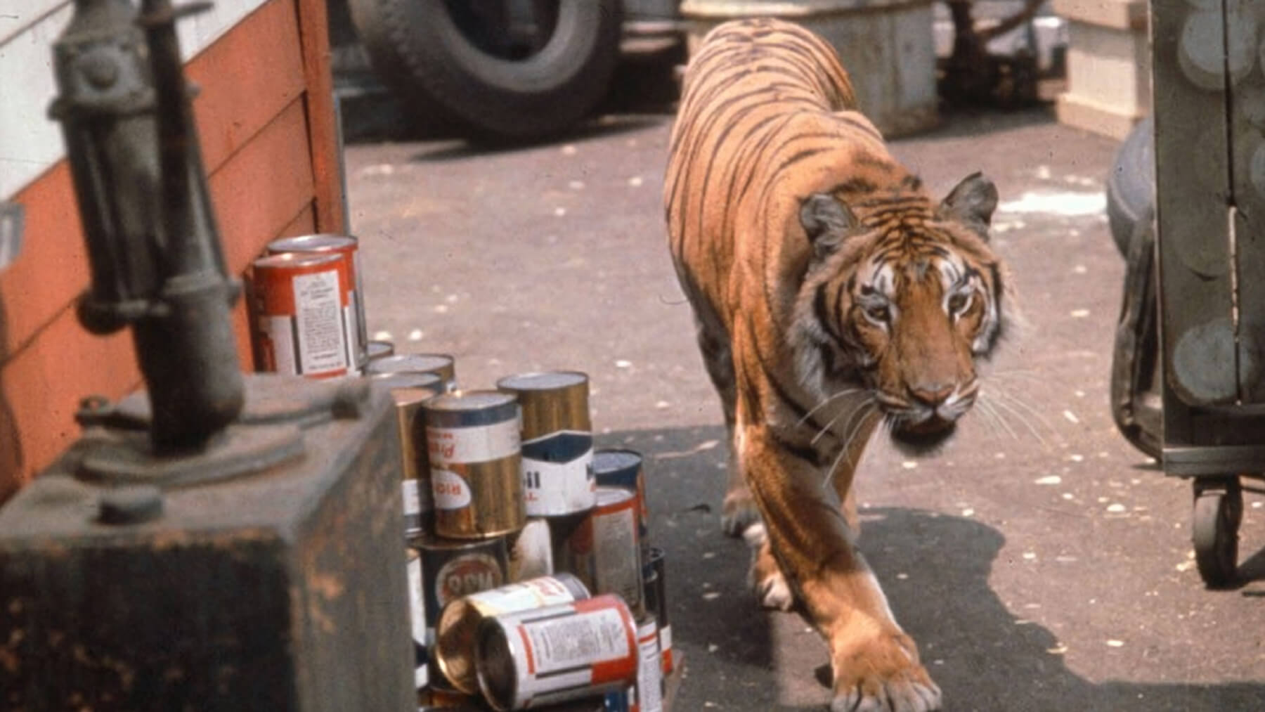 , Disney Rediscovered: The Films of Norman Tokar