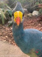 Busch Gardens Tampa blue turaco