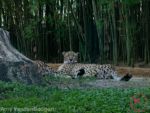 Busch Gardens Tampa cheetah