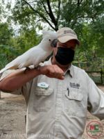 Busch Gardens Tampa cockatoo