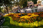 Disneyland Main Street USA fall foliage flowers DSC_9198-X5