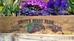 Knotts Berry Farm_Boysenberry Festival_Flowers