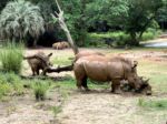 Walt-Disney-World-Animal-Kingdom-tour-up-close-with-the-rhinos
