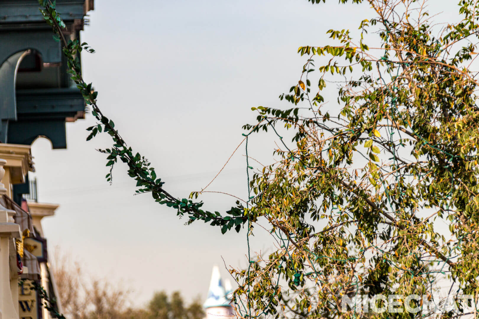 , Disneyland Update – The Return to Abnormal