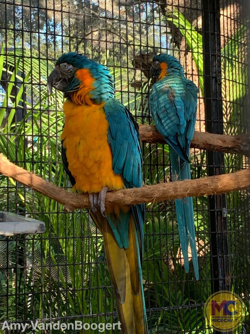 , Busch Gardens Tampa Update – The Big Easy Rolls In