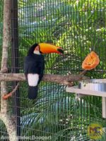 Busch Gardens Tampa Toucan