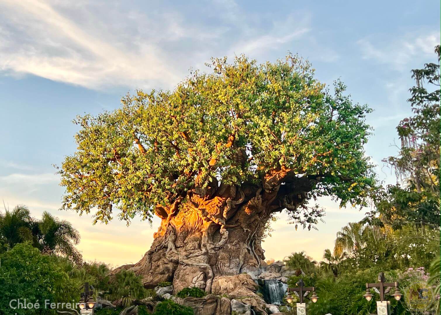 , Disneyland Update &#8211; From Doom to Bloom