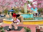 DCA Carthay Circle Fountain Mickey Pink Trees