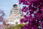 Disneyland Matterhorn Bobsleds mountain floral pink flowers DSC_7914-X5