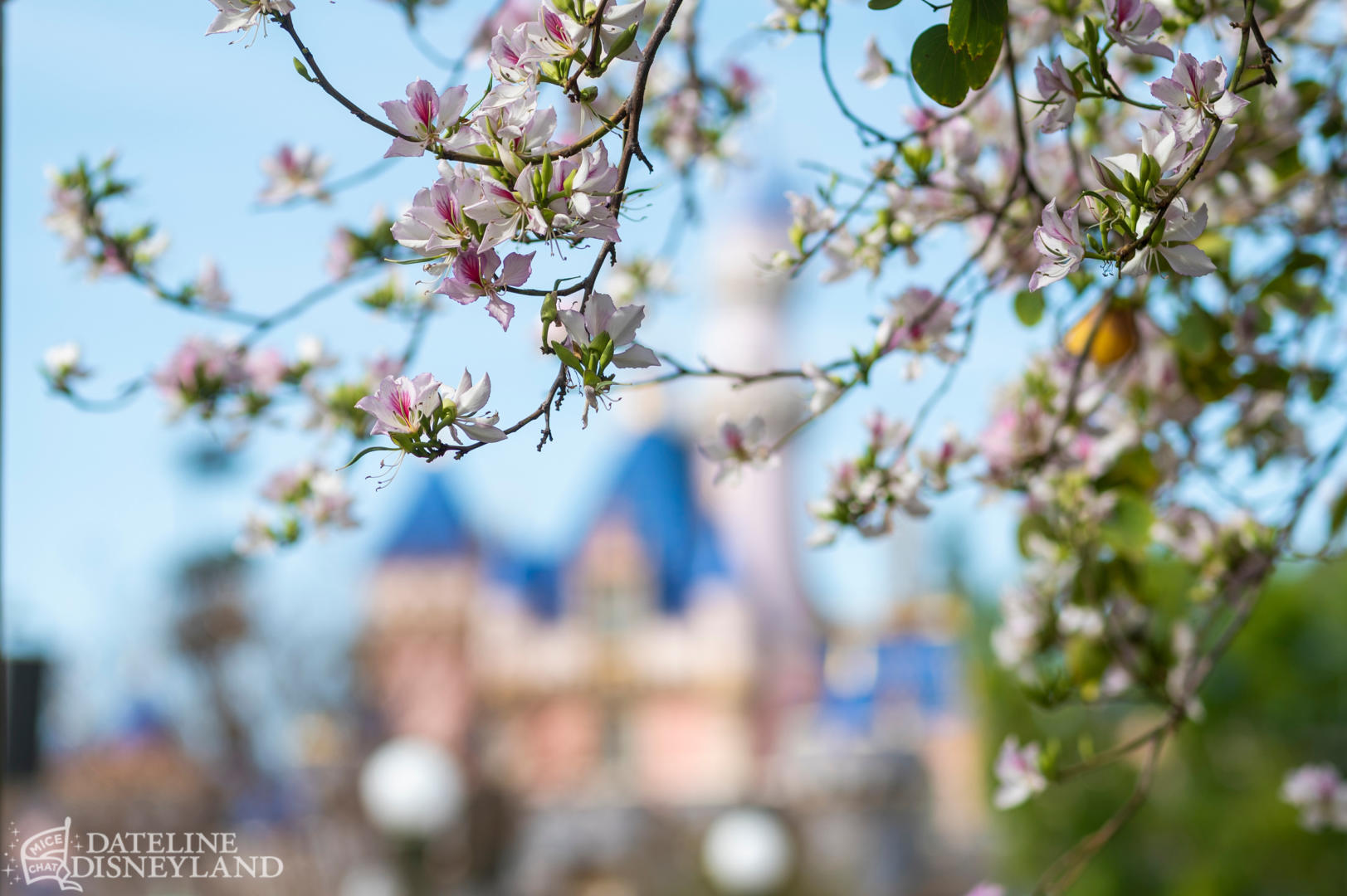 , Disneyland Update: Springtime Magic, Construction & Concerns
