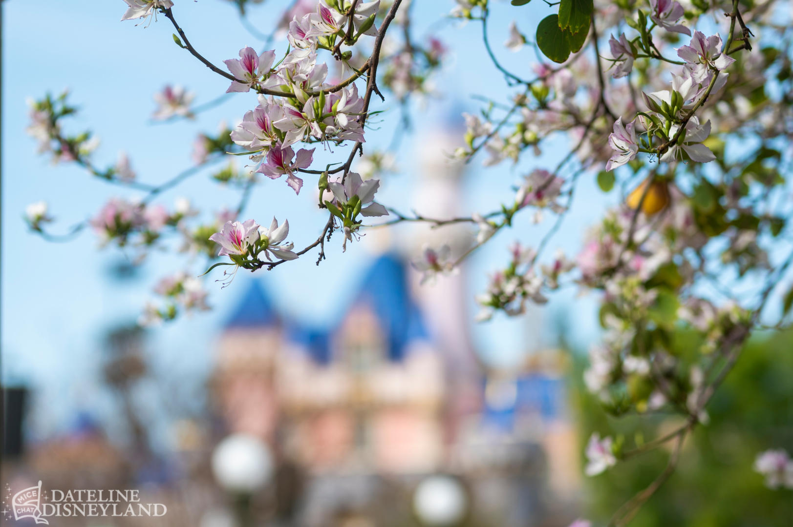 , Disneyland Update: Springtime Magic, Construction &#038; Concerns