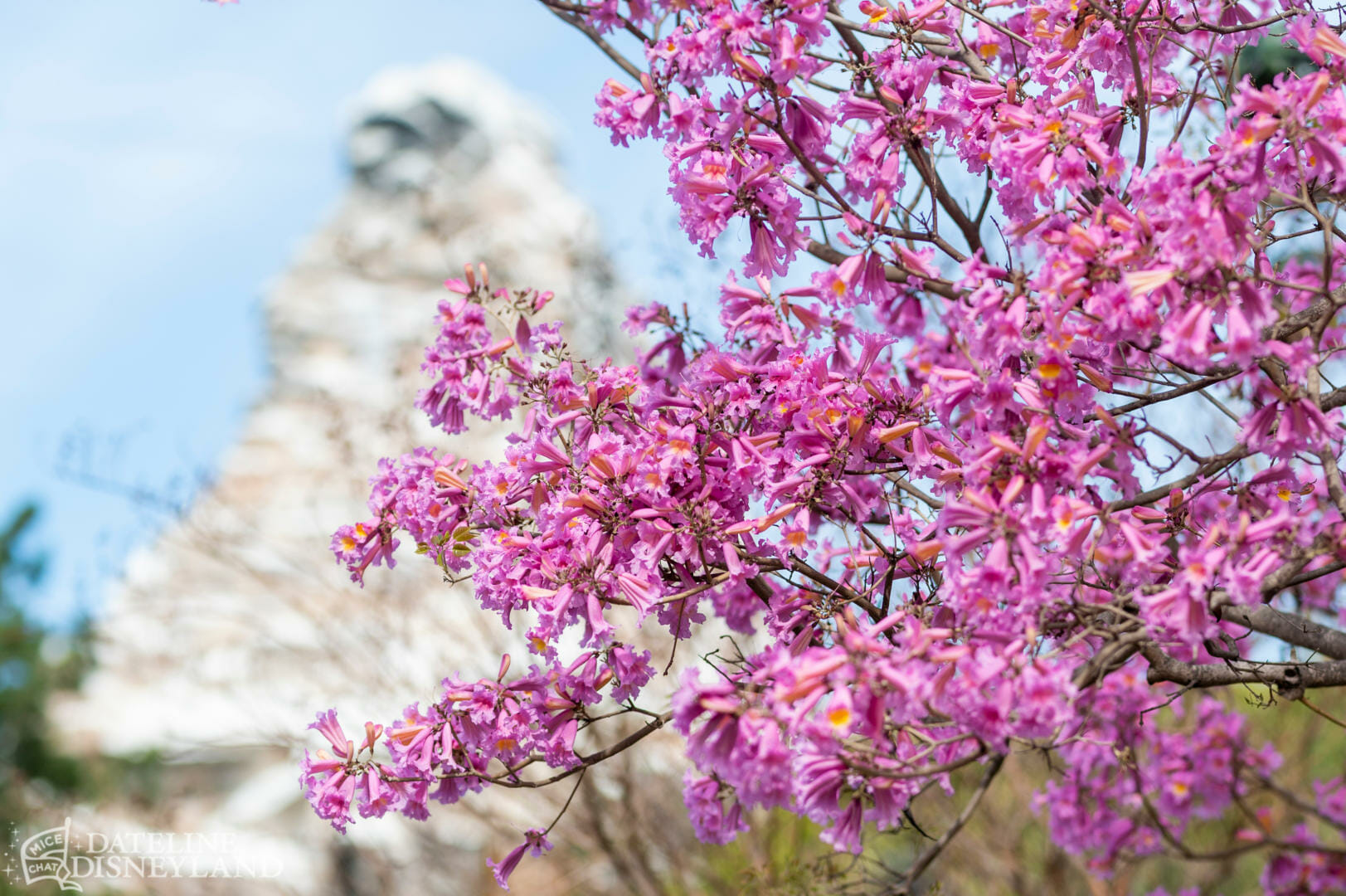 , Disneyland Update: Springtime Magic, Construction & Concerns