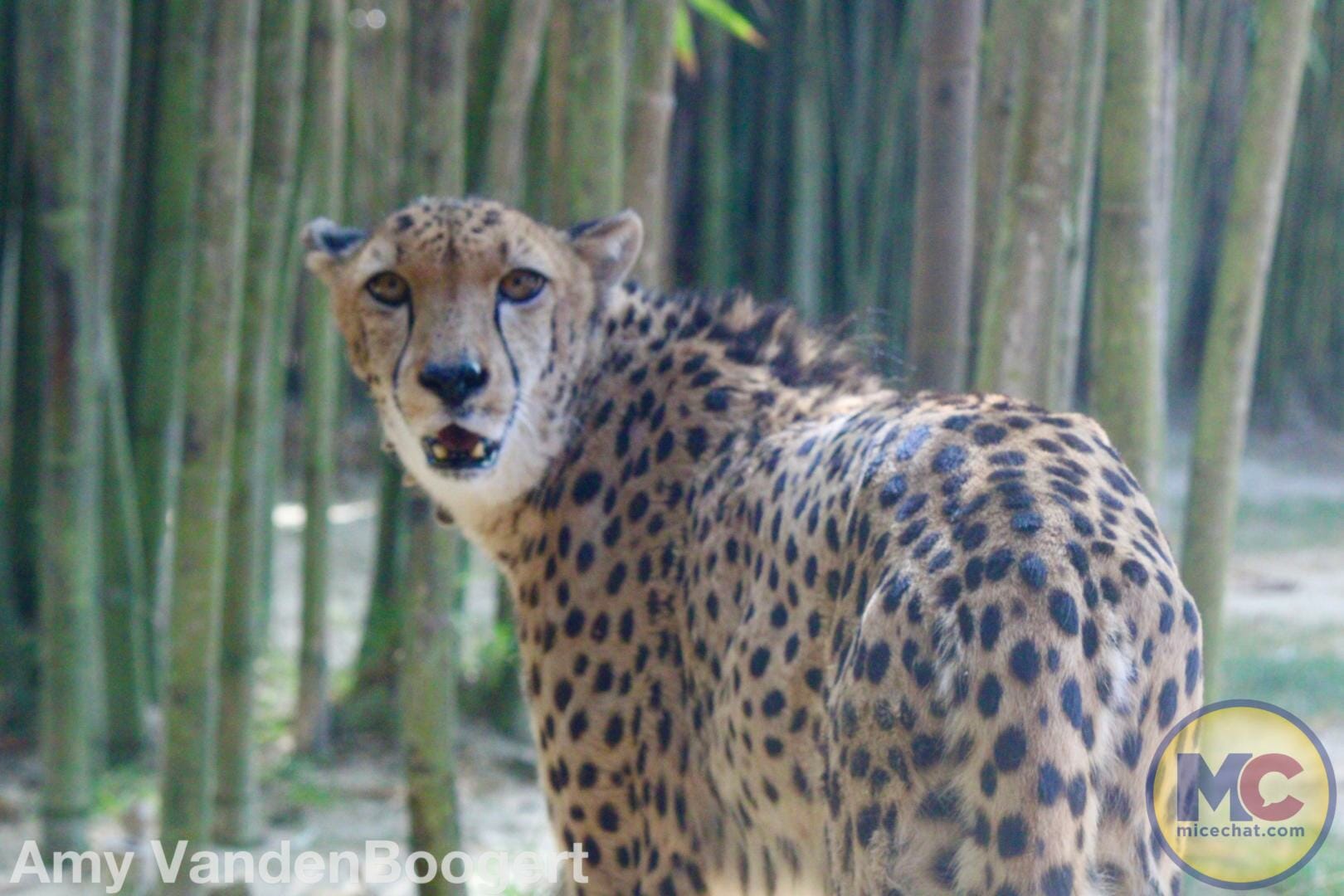 Busch Gardens Tampa, Busch Gardens Tampa Gears Up for a Wild Summer