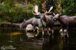 Disneyland Rivers of America moose animatronics river wildlife DSC_9811-X5