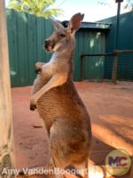 Red Kangaroo Busch Gardens Tampa
