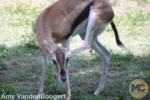 Thompsons Gazelle Busch Gardens Tampa