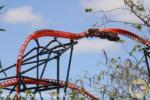 Tigris Busch Gardens Tampa