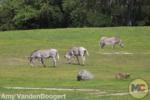 Zebras Busch Gardens Tampa