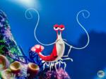 Disneyland Construction Sub Lagoon Shrimp-micechat