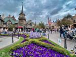 Disneyland Flowers Fantasyland Peter Pan-micechat