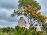 Disneyland Flowers Matterhorn orange trees-micechat