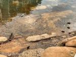 Disneyland view baby ducks pacific wharf-micechat