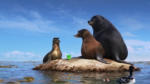 Seals from Finding Dory Movie