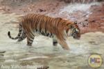 Busch Gardens Tampa Tiger