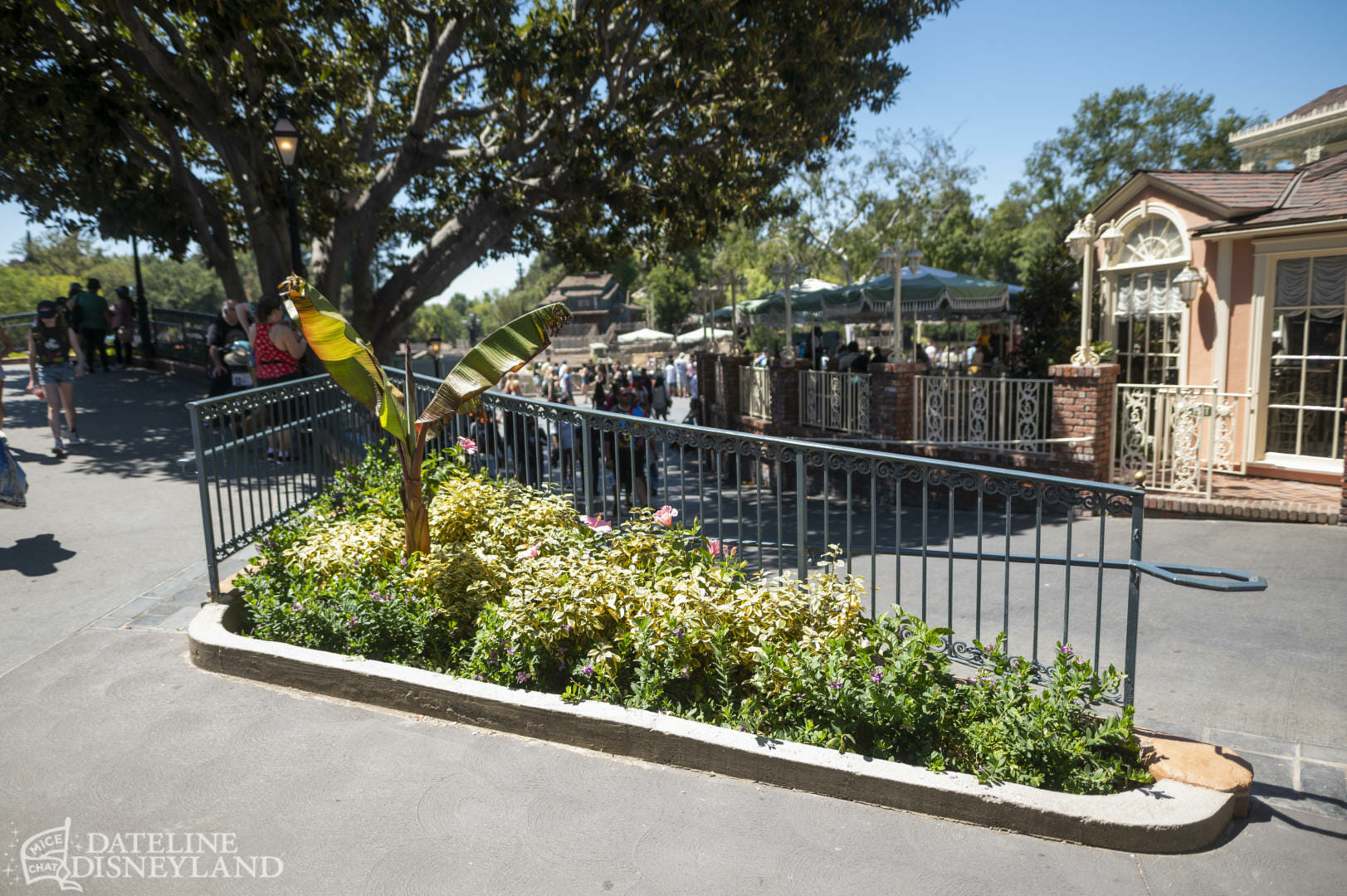 Disneyland, Dateline Disneyland: Mercury Climbs, Crowds Thin, and a Musical Tradition Returns