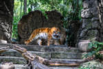 Disneyland_Adventureland_The World Famous Jungle Cruise (1 of 1)-4