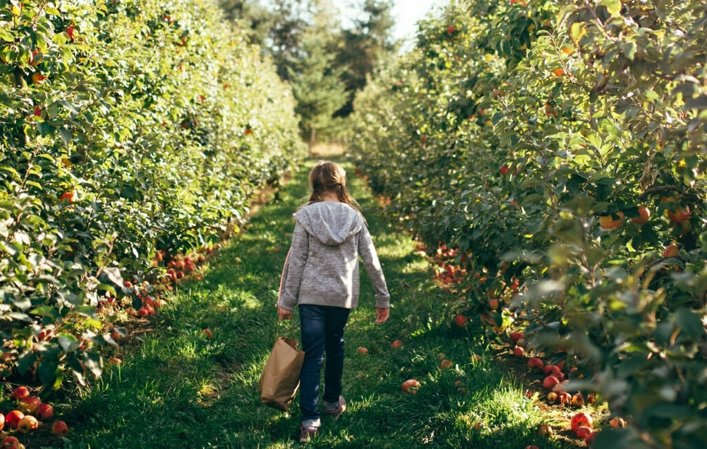 Apple picking in Julian California