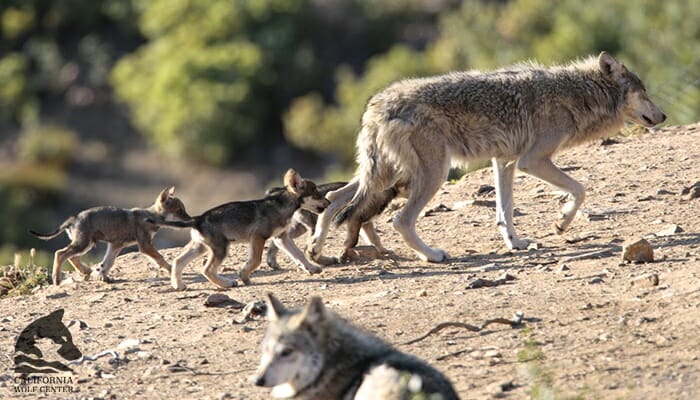 California Wolf Center in Julian California