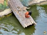 Disneyland Construction River Indian Boy and Dog-micechat