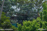 Disneyland_Refurbsihment_Adventureland_Treehouse (1 of 1)-3