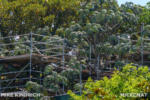 Disneyland_Refurbsihment_Adventureland_Treehouse (1 of 1)-5