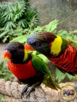 busch gardens lorikeets
