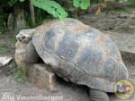 busch gardens tortoise