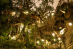 disneyalnd tarzans treehouse night