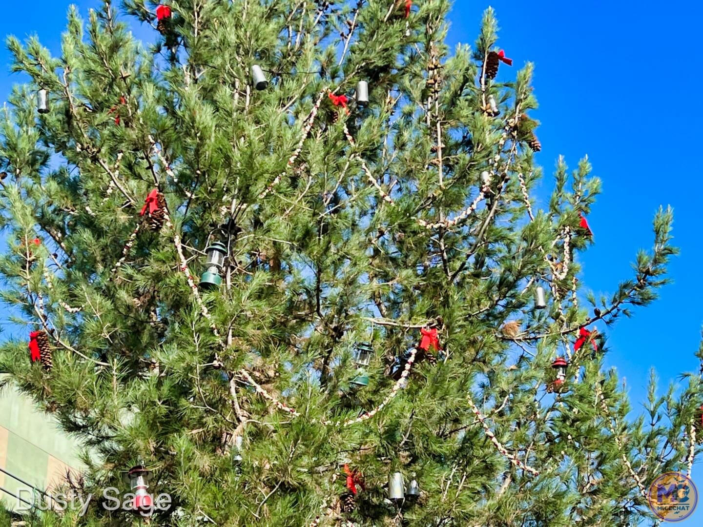 , Disneyland Update – Crowd Flux, Holidays Collide & Blues Too!